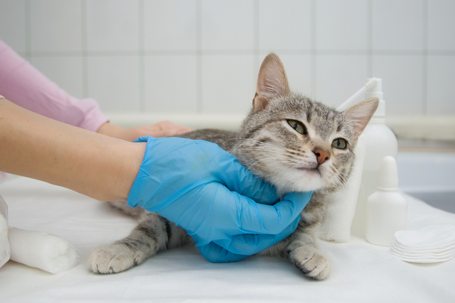 猫の皮膚病の治療法