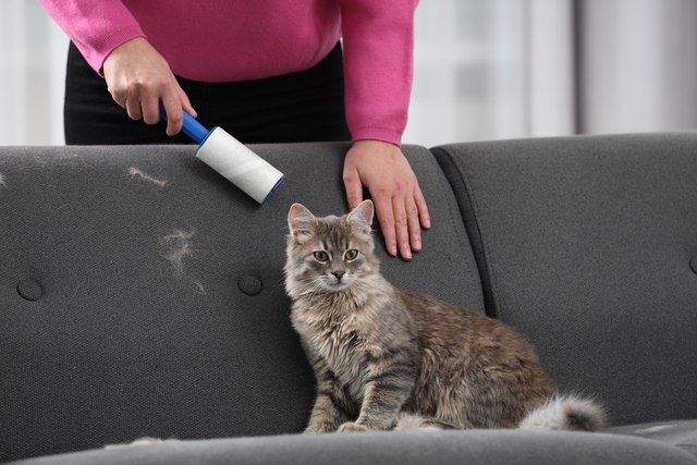 猫の脱毛の原因とは