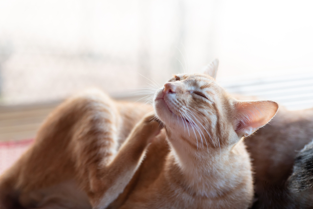 猫の脱毛の症状
