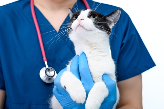 猫の脱毛の治療法