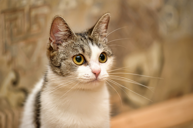 猫の健康診断とは