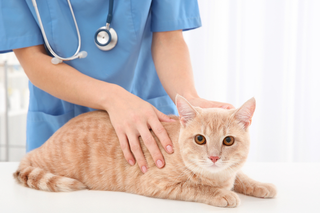 猫の健康診断の内容