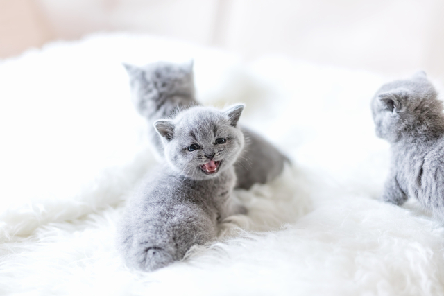 子猫の噛み癖の原因