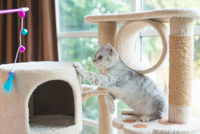 子猫の噛み癖を予防する方法