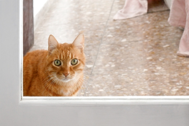 子猫の噛み癖を直す具体的な対策