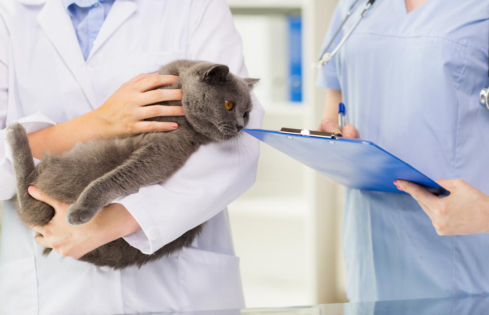 子猫の噛み癖が改善しない場合の対処法