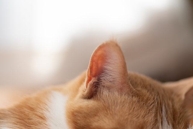 猫の外耳炎とは