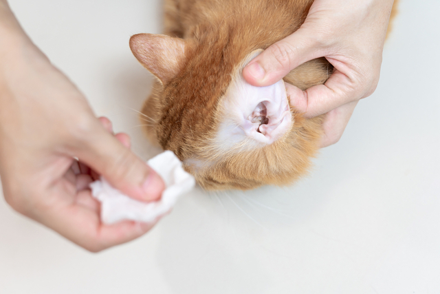 猫の外耳炎の予防法