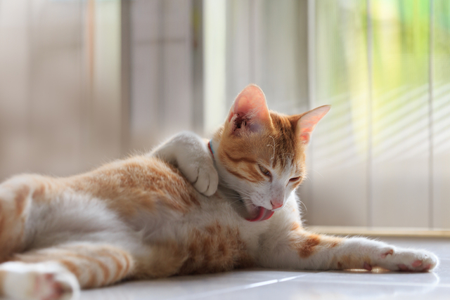 猫の膿皮症とは