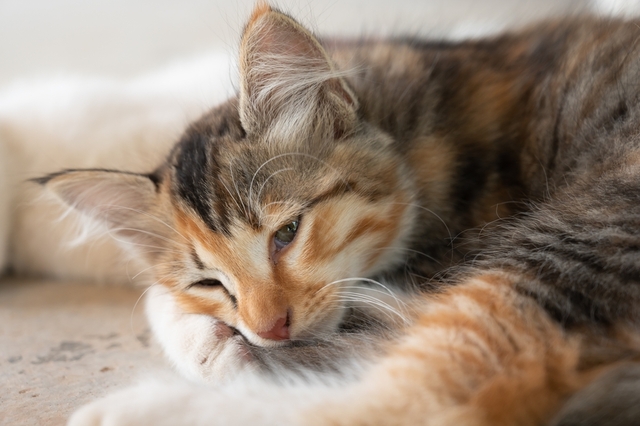 猫の膿皮症の原因