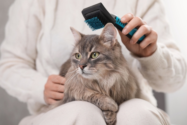 猫の膿皮症の予防方法