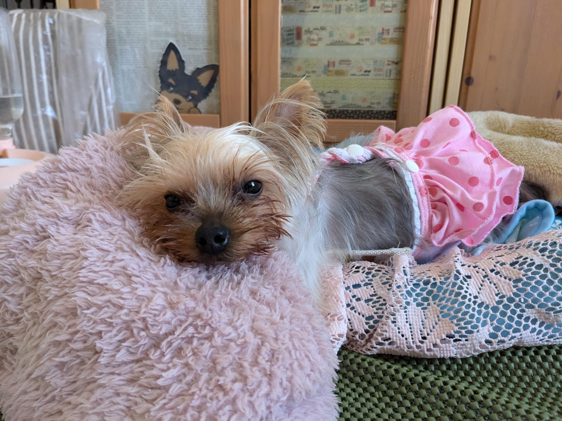 犬