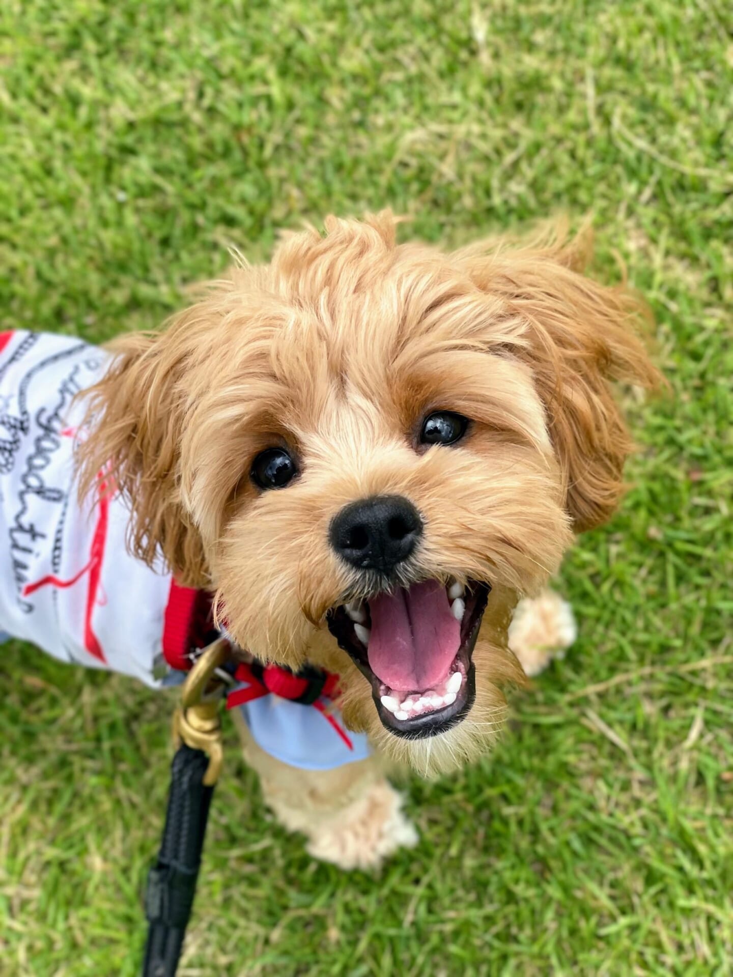 犬