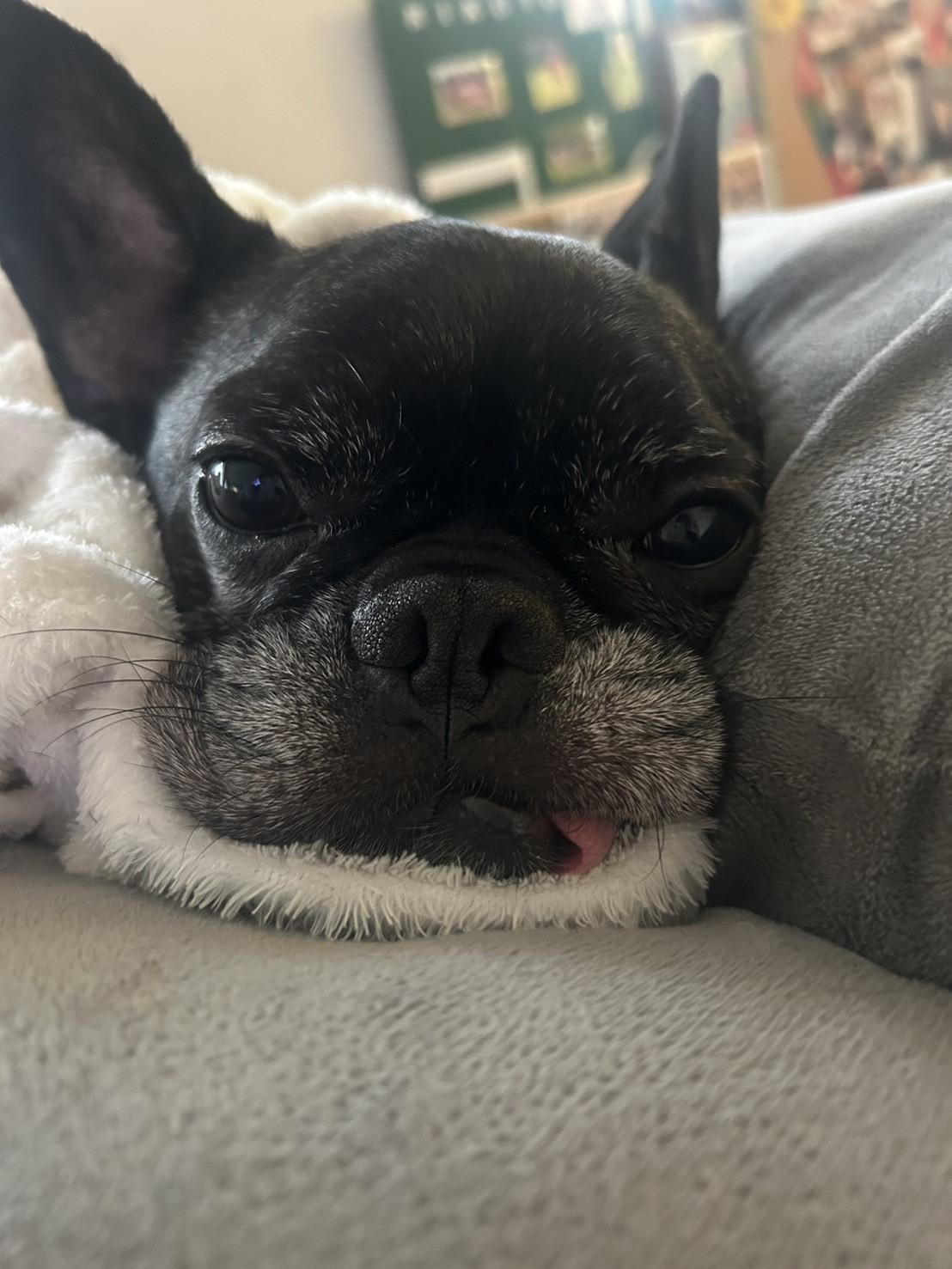 犬
