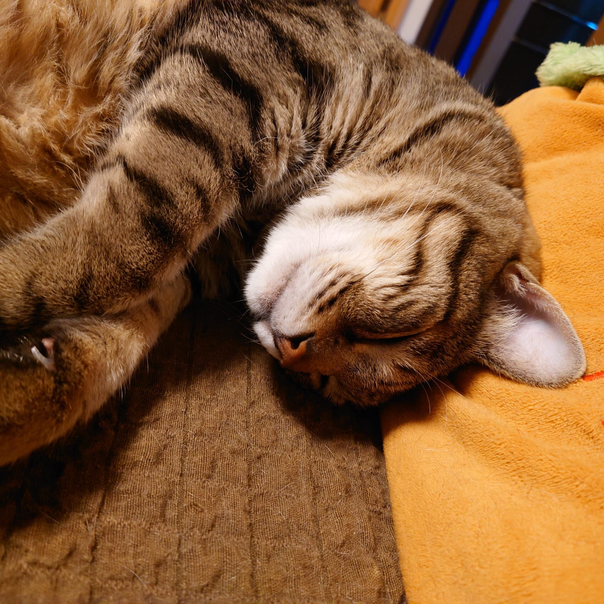 猫
