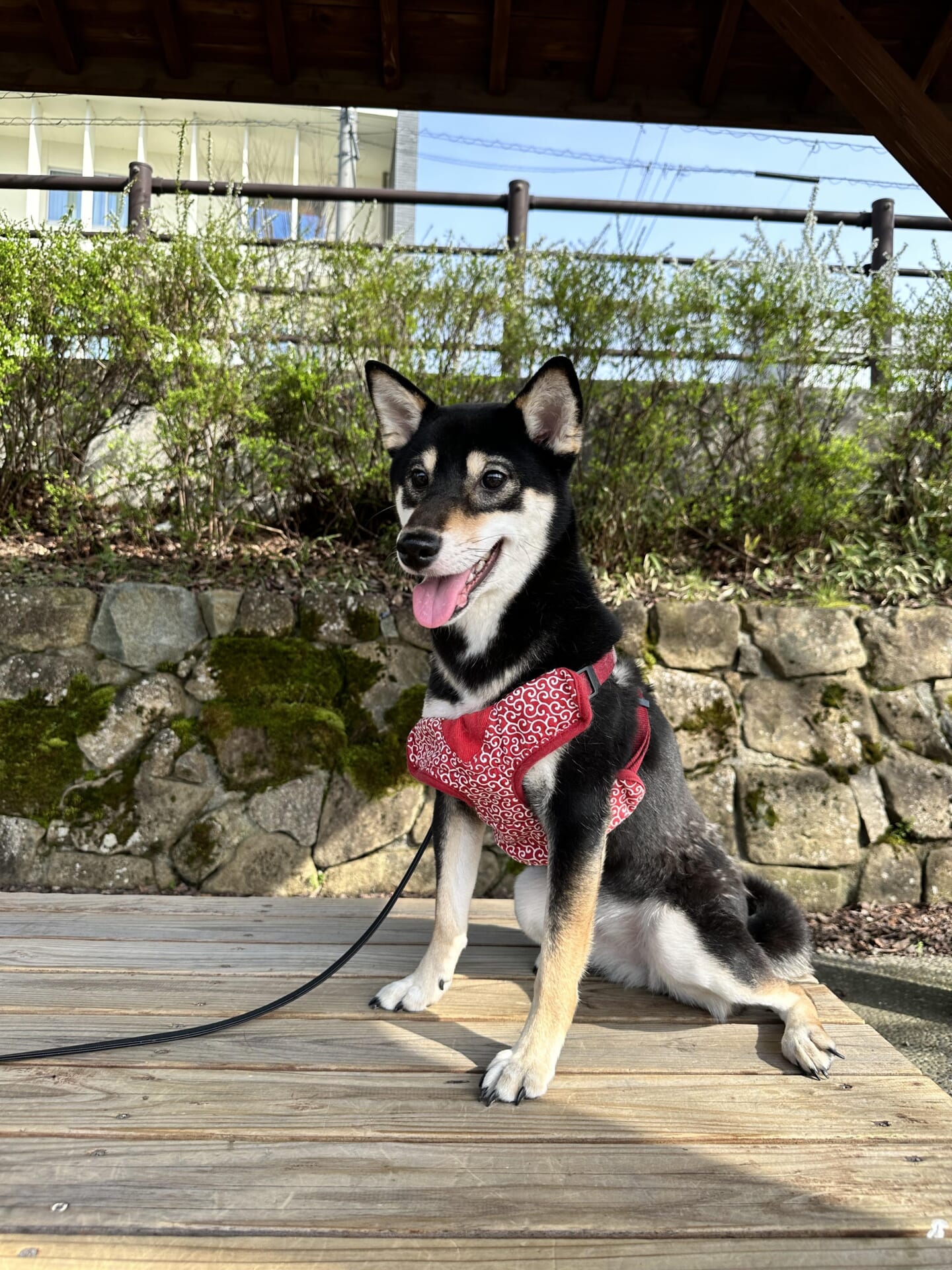 犬