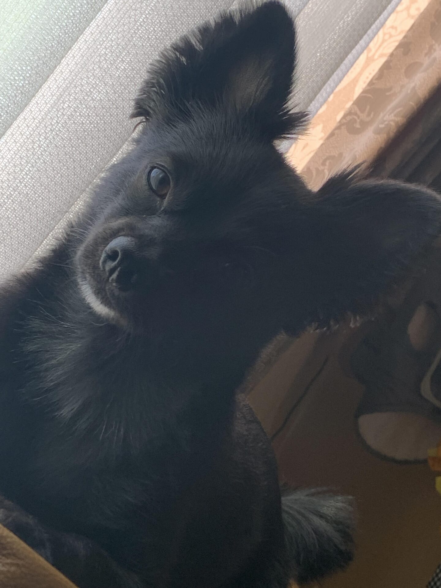犬
