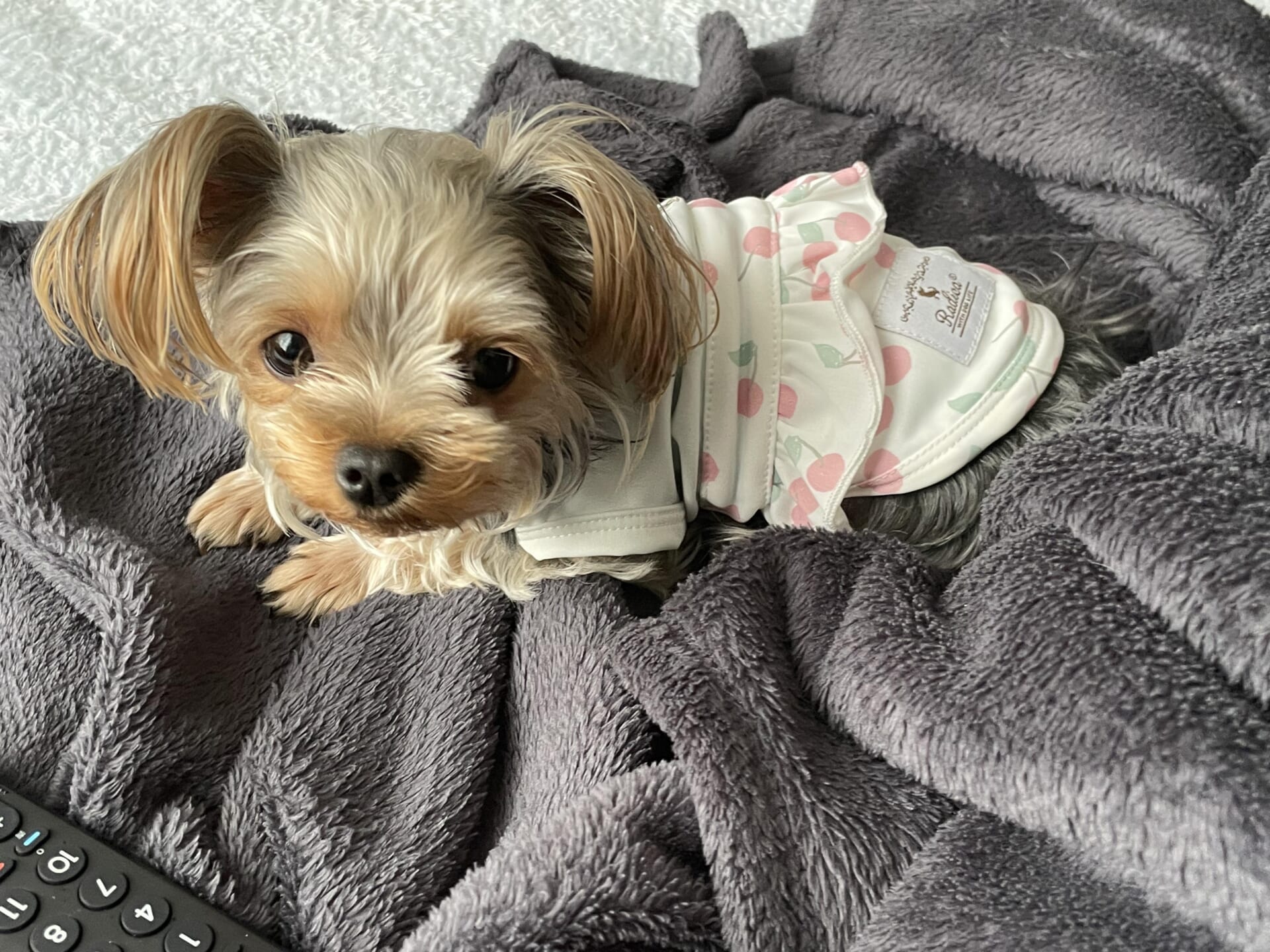 犬