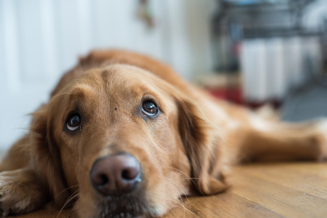 犬の異物誤飲