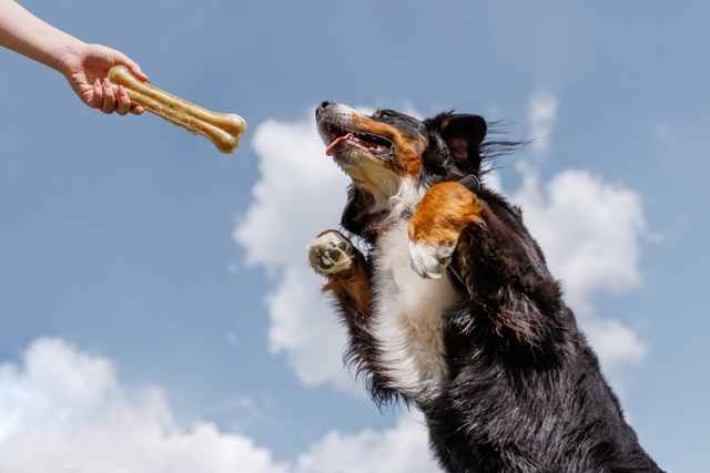犬のしつけ