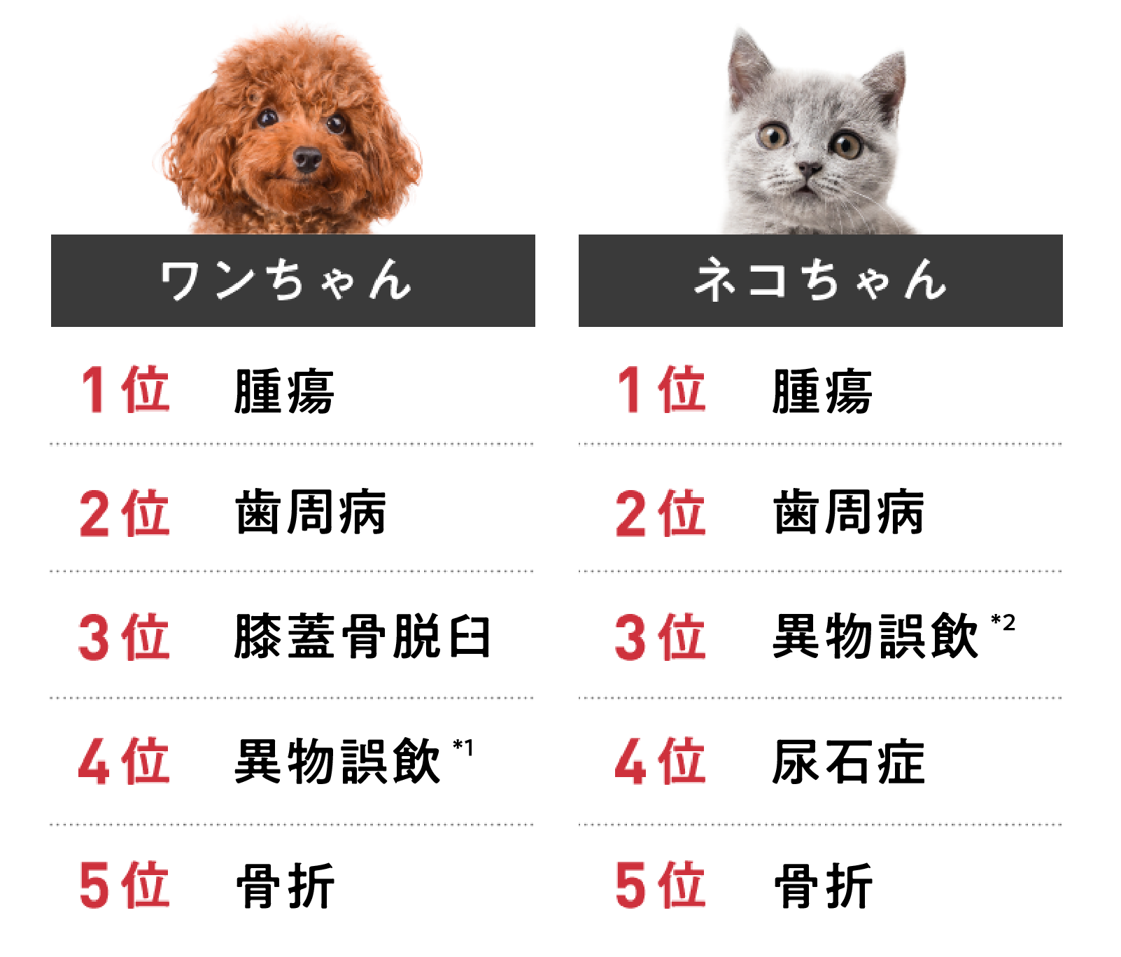 犬猫別保険金請求が多い傷病のランキング（手術）