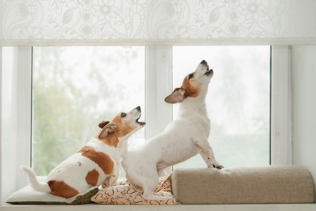 犬が吠える