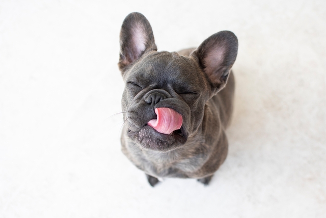 犬がなめる