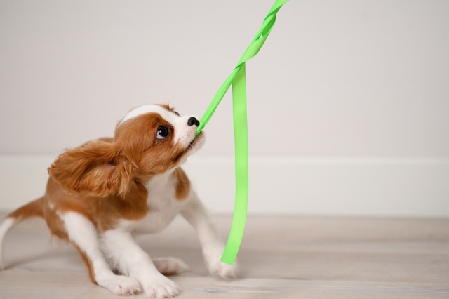 犬とおもちゃ