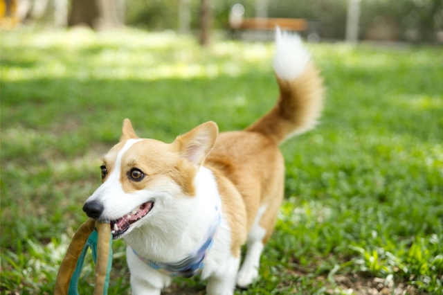 犬としっぽ