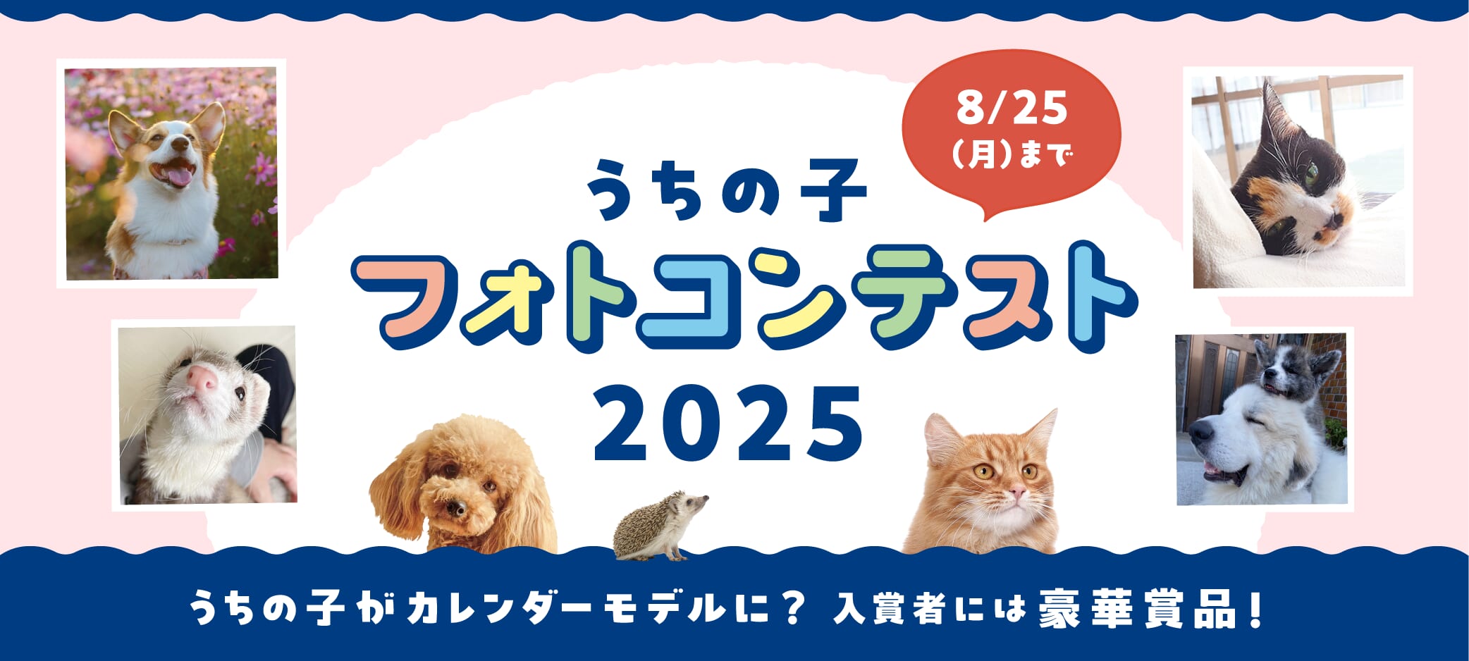 うちの子フォトコンテスト2025