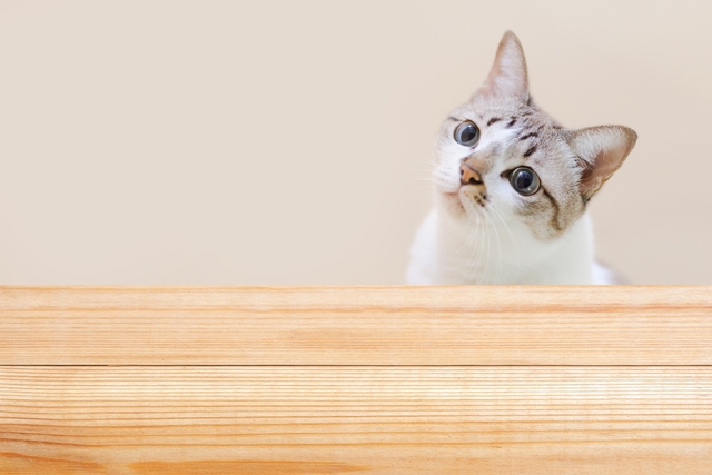 猫　かしげる