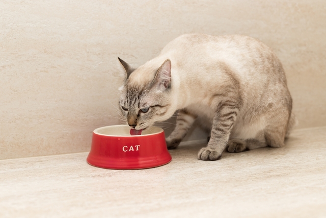 猫　食べる