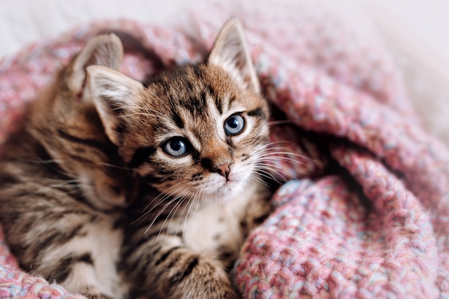 猫　毛布
