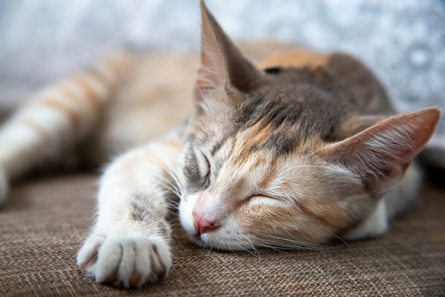 猫　ぐったり