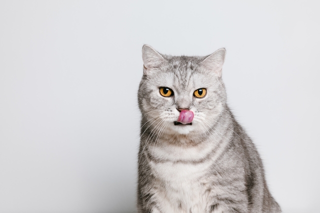 猫　空腹