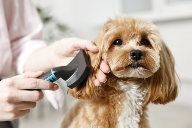 犬のフケが増える主な原因