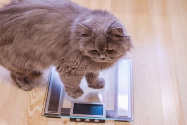 猫の避妊手術のデメリット