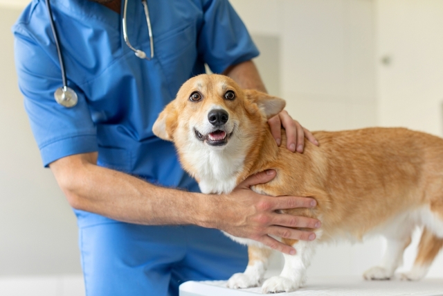 犬にフケが出たときの対処法
