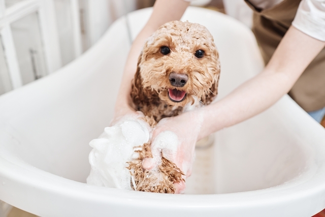 犬のフケ予防と対策