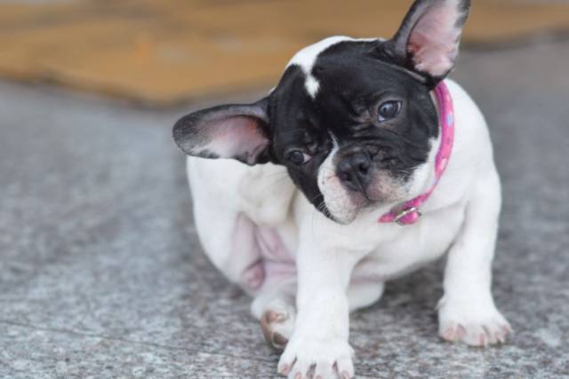 犬にフケがでたら注意