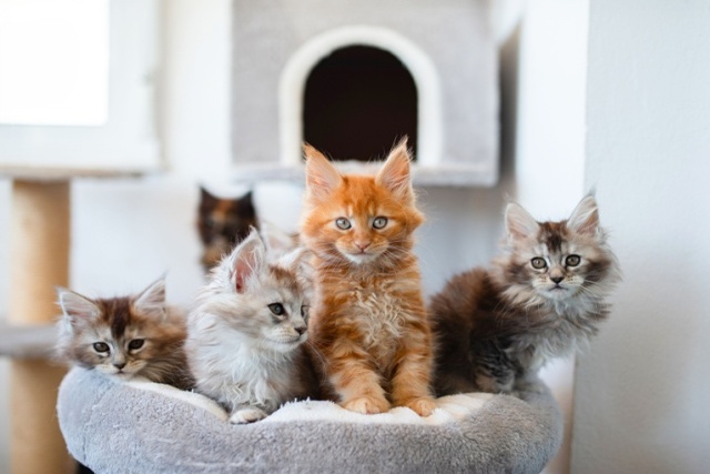猫の避妊手術の時期