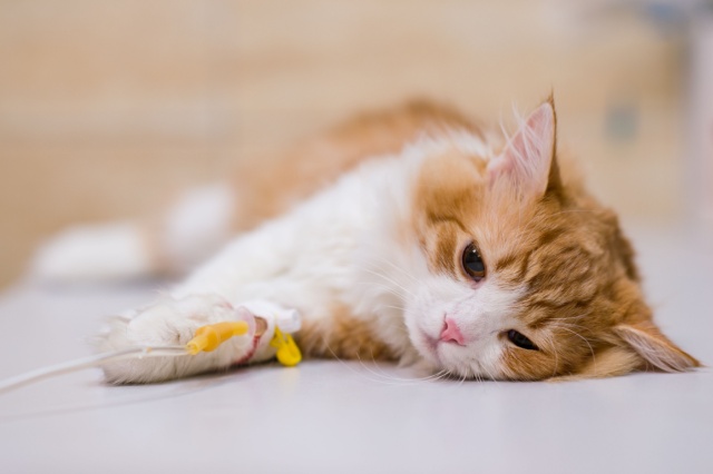 猫の避妊手術とは