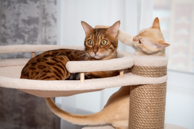 猫の避妊手術のメリット