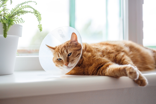 猫の避妊手術で気を付けること