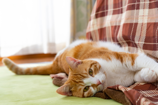 猫風邪の主な症状