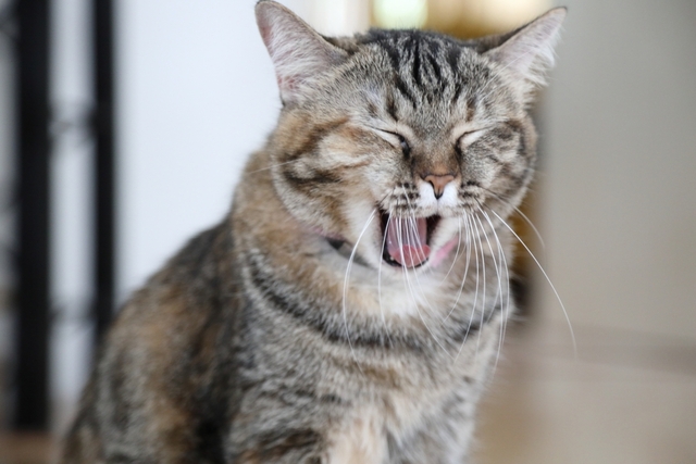 猫風邪とは