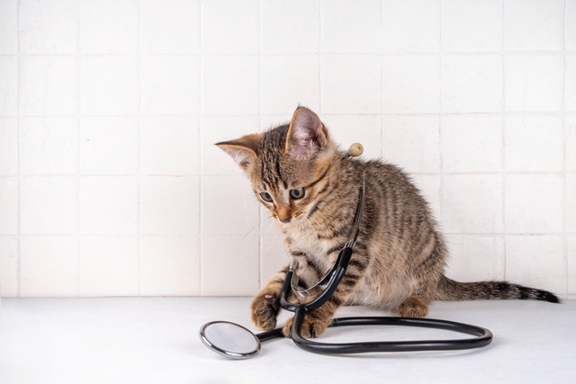 猫風邪の診断方法