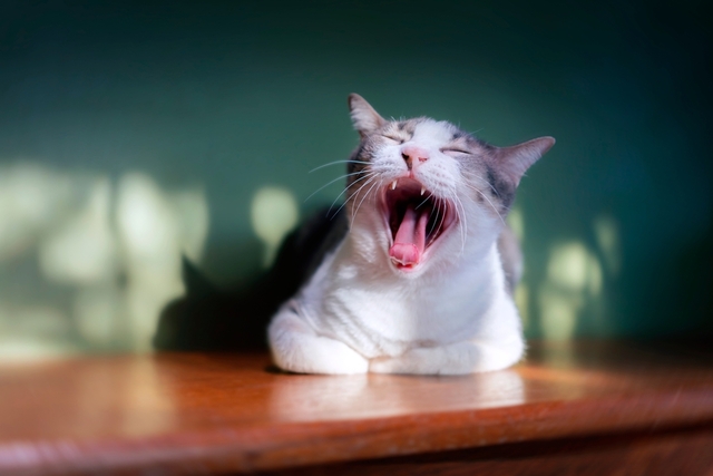 猫の歯周病チェック方法