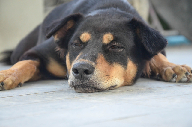 犬のクッシング症候群の原因