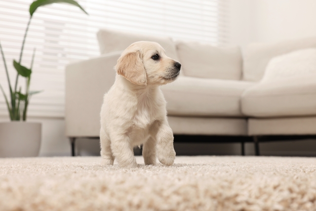 犬のパテラの予防方法